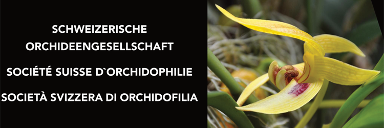 orchideen.ch